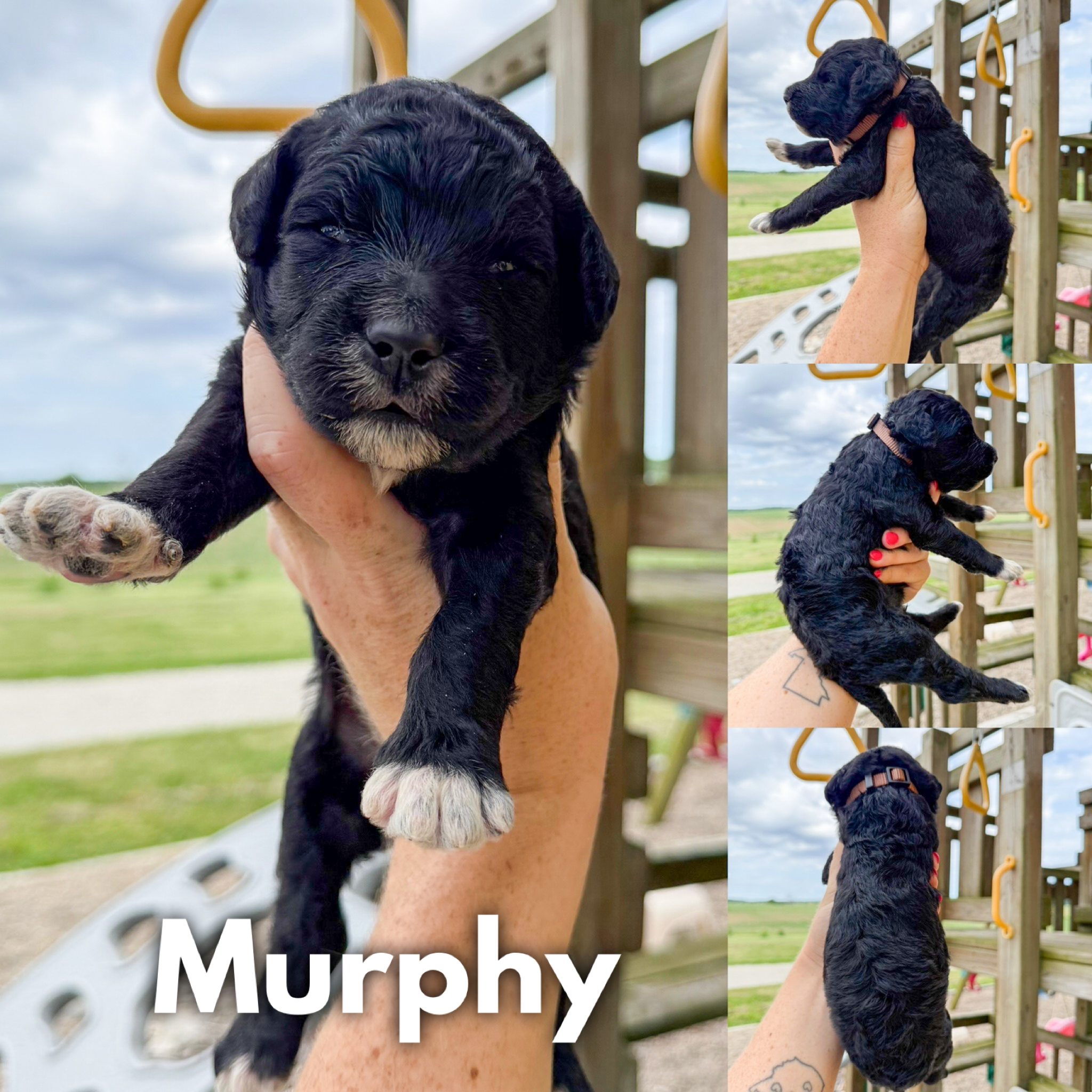 Murphy  1